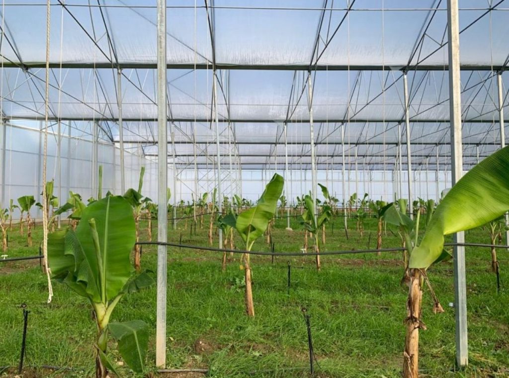 Damlama, Fıskiye ve Yağmurlama